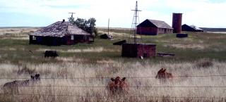 Photo showing some of the early Kochis Farms homestead buildings in the background and comfortable cows in the foreground. Photo taken in 2009.