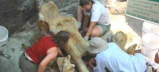 Excavation of Lamb Springs mammoth skull.
