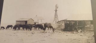 Historic photograph showing Blackmore Farms members with cattle and horses in or near the farm yard.