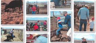 A collage of pictures showing activities on the Garvey Bothers ranch.