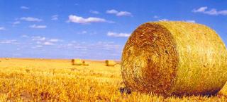 Hay bale in a wheat field on the Carlson Farm.