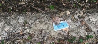 Photo of blue face mask which has been discarded and is lying on the ground in a dry ditch. The mask has some dirt on it, and is surrounded by dry grasses, dead leaves, and twigs, with the occasional leaf or two growing along the edges of the ditch that are turning green.