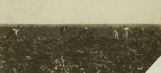 Photo of farmland that is being worked by several men and women. While the people are in the distance, they are all seen wearing hats, and the women wear longer skirts while the men are wearing trousers and shirts. The crops are lower to the ground, so the workers are all bending over to reach them. The landscape is wide open, with no trees in sight, and a vast plain reaching out in the distance to the horizon. Only a few small buildings (or possibly farm trucks) are visible far off in the distance.