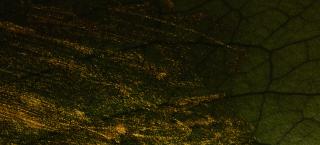 Photo of brush strokes of glittering gold paint partially covering a dark, cracked surface seen underneath.