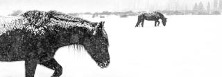 Two horses push through heavy snow in a field, their necks lowered. Snowflakes are stark on their back against their dark-colored fur.