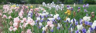 A field of irises in bloom.