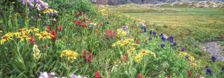 Colorado columbine wildflowers