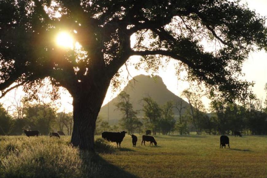 Vallejos Ranch cattle in the low sun with Huerfano Butte in the background.