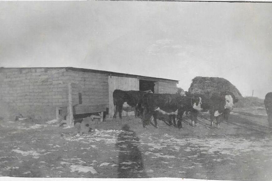 Historic photograph of cattle on the Coe Homestead.