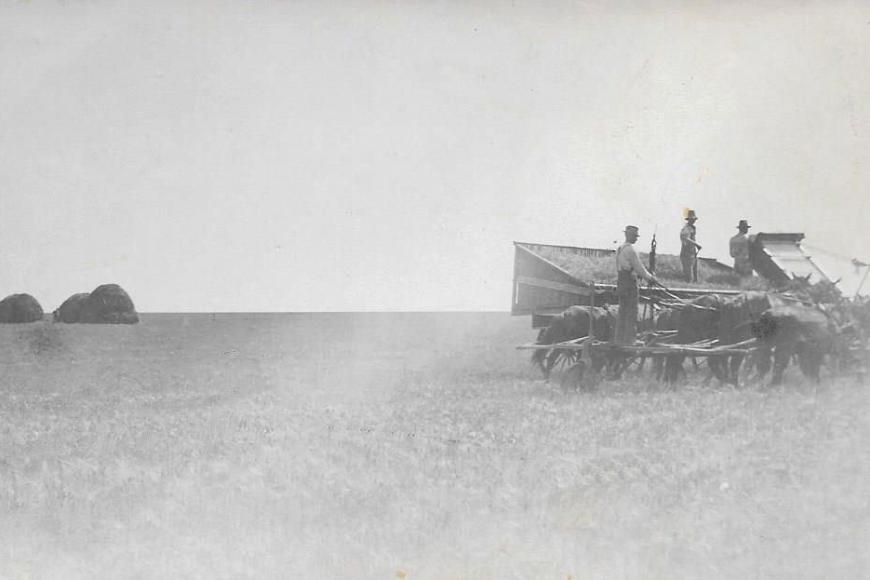 Historic photograph of harvesting on the Coe Homestead.
