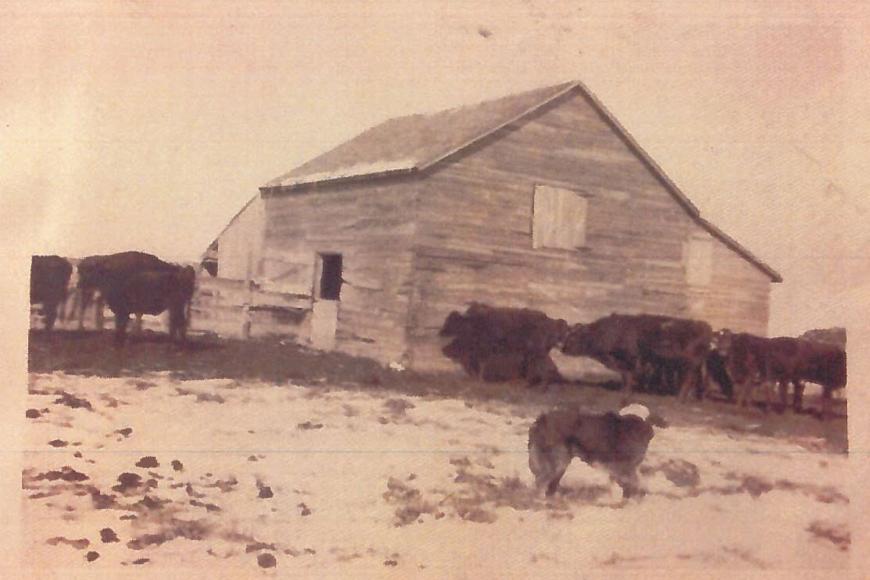 Historic photograph of livestock and a dog outside a barn on the CTL Farm and Ranch.