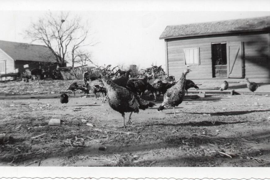 Historic photograph showing the chicken house on the Glenn Doddridge Farm & Ranch.
