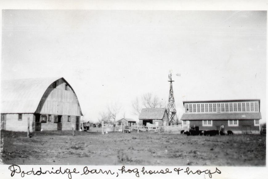 Historic photograph of the Doddridge Farm view from the south including the hog building, hogs, and barn.