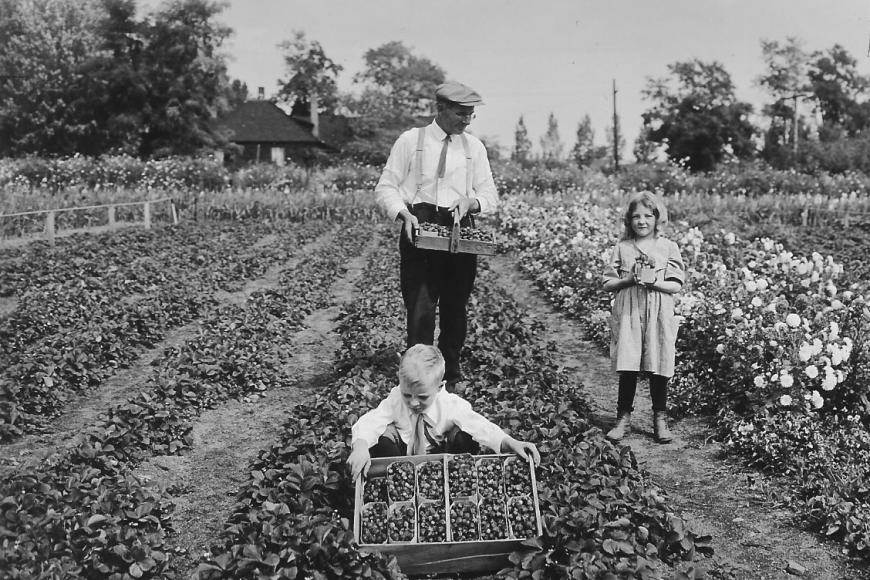 J.D., Elizabeth and Everett Long in a strawberry field, 1918.