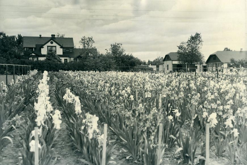 Long's Gardens house, buildings and rows of irises in the 1920s, viewed from the south.