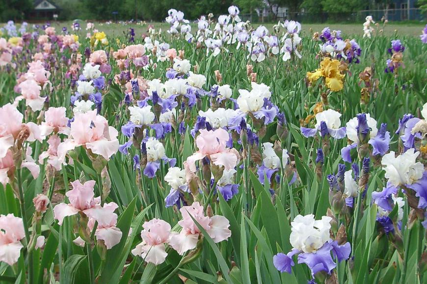 Irises in bloom at Long's Gardens.