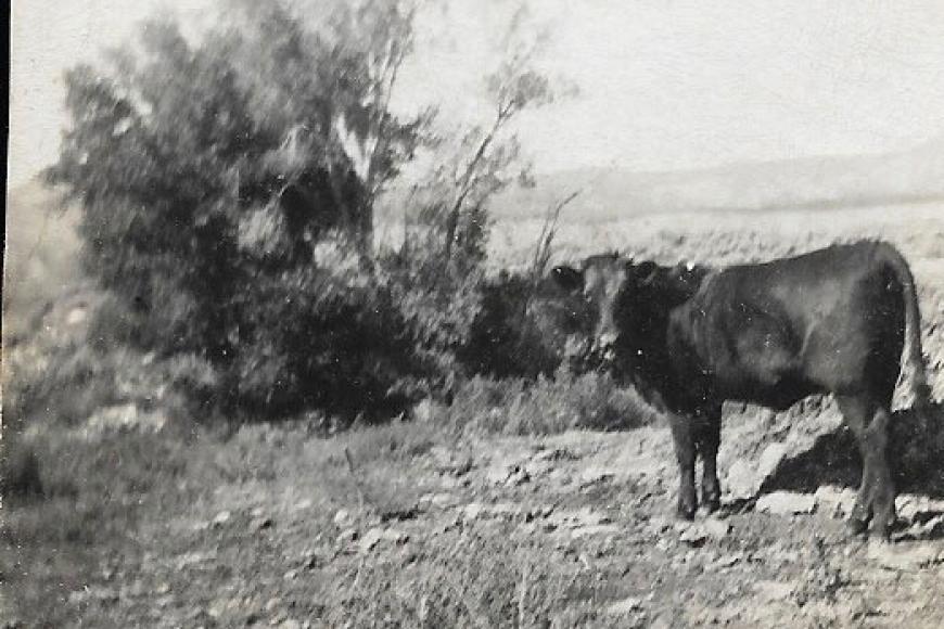 Historic image of cattle.