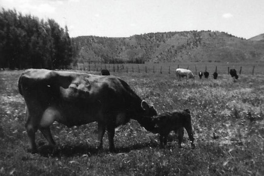 Black-and-white photo fo a cow and her calf on Sunnyside Farms.