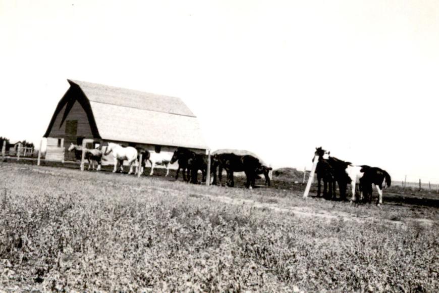 Historic photo of horses outside the barn.
