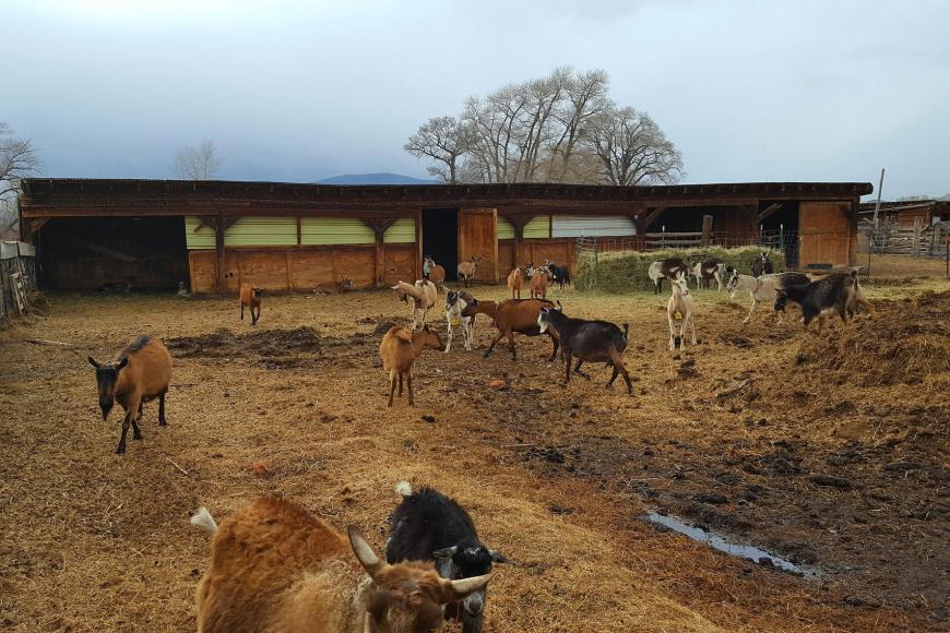 Goats outside the old calving barn, 2016.