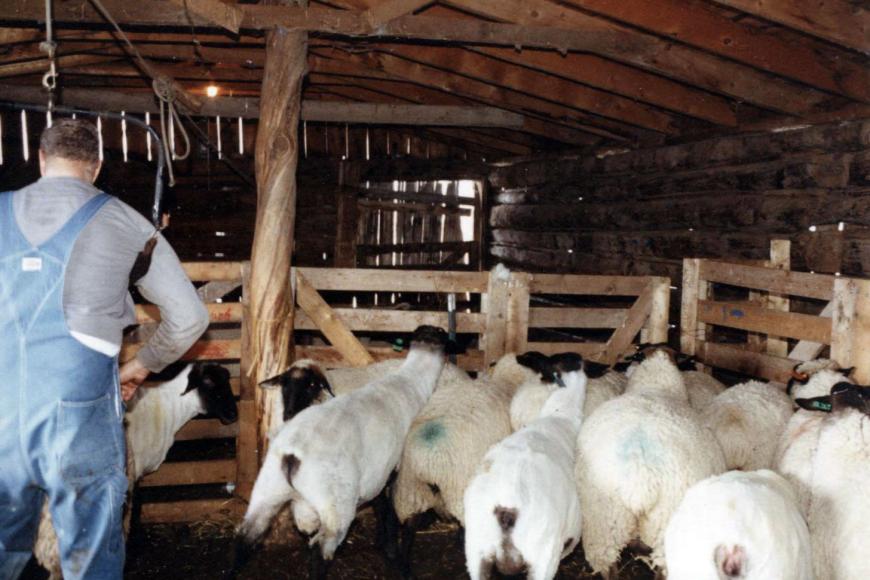 Sheep inside the log-built horse barn, 1990.