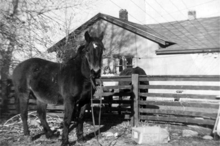 Two horses stand outside the 1914 stucco house on the ranch in 1960.