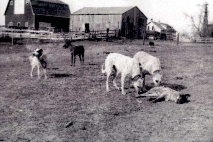 Historic photos showing several dogs on the ranch.
