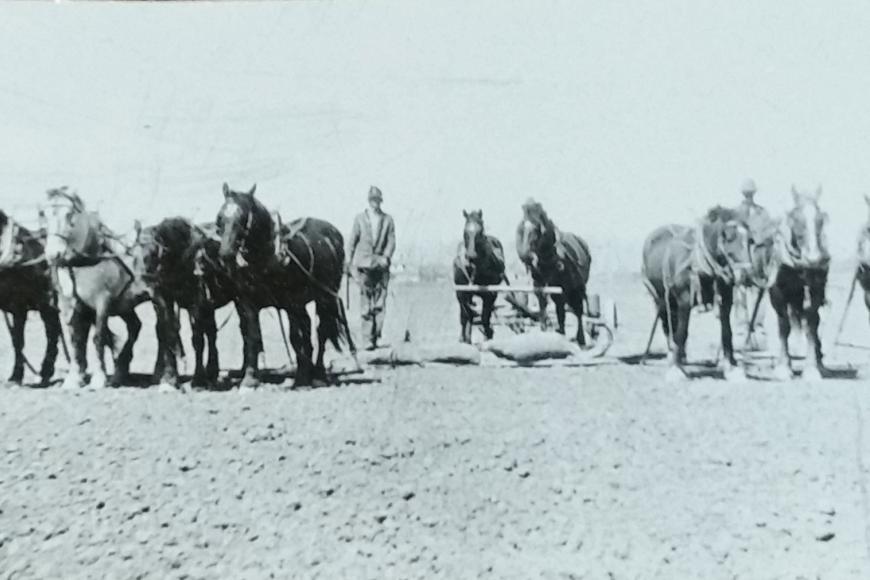 Historic photo of Vondy draft horses in a field.