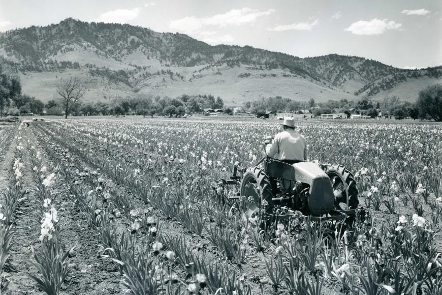 A man on a tractor working a field of irises, part of Long's Gardens, in the 1950s.