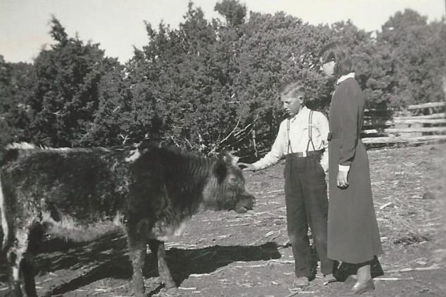 Historic photo showing David's prize calf.