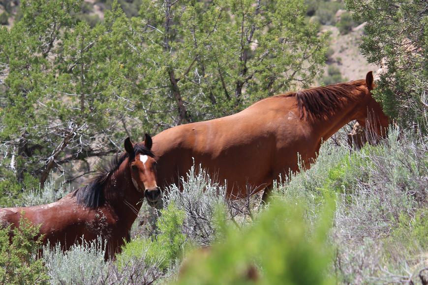Two wild horses in the underbrush. Both are brown. One is turned to face the camera, while the other has its head lowered, possibly grazing.