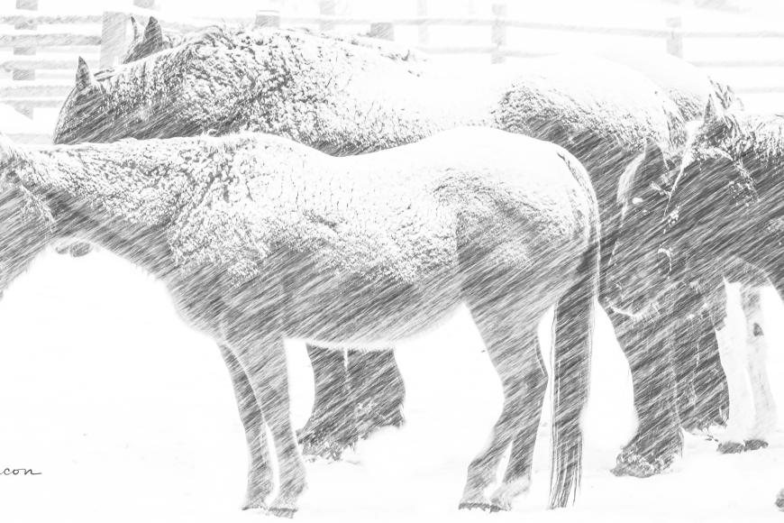 A group of horses stand outside during a winter storm. The snow is flying fast due to high winds, and the horses are covered in snow.