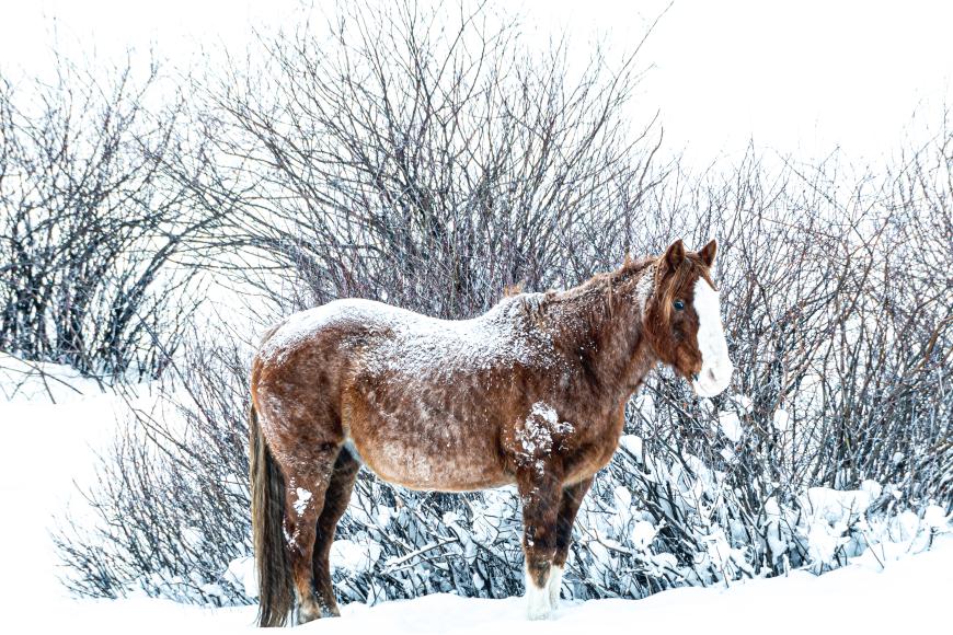 A chestnut horse with  facial markings stands in heavy snow next to small willows.