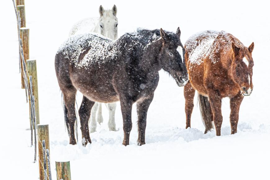 Three horses stand by a fence. The ground around them is so covered in snow that it is pure white. The horses have snow upon their backs.