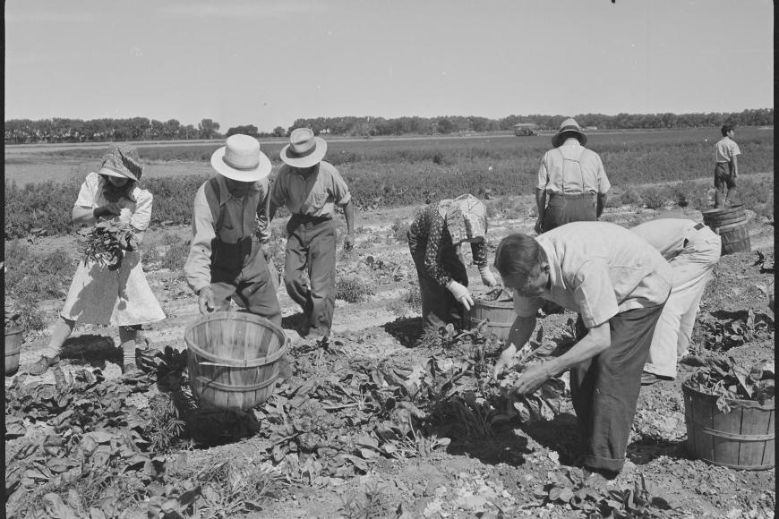 A black and white photo of a group of Asian American men and women in work clothes, laboring in a field. 