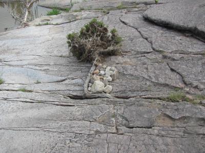 Photo of a large horizontal flat rock face next to a river.  The photographer is walking along this flat rock, and directly in front of them is a crack in the gray rock from which a young pine tree seedling emerges. It is growing parallel to the rock face. Several young green pine branches top the tree. 