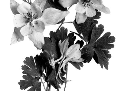 A black and white photos of a clipping of Columbine flowers and leaves.