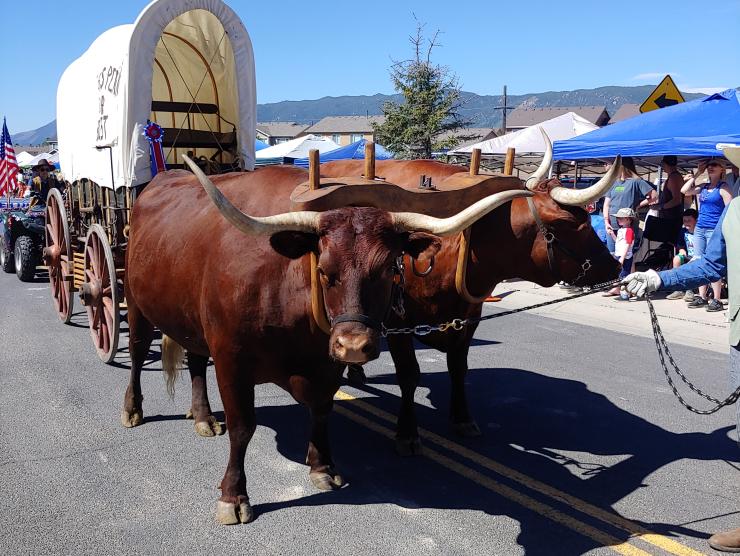 Two brown oxen with long horns haul a replica covered wagon down a street. On the wagon is a prize ribbon. The oxen are being led on leads by someone just out of shot. The oxen are in a parade, with tractors behind their wagon.