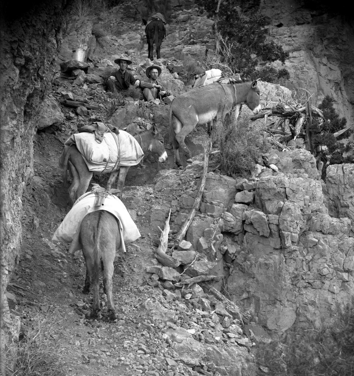 Sidney Foote and Walter Johnson, along with a few mules carrying equipment, pause to sit awhile before continuing to hike up a steep mountain incline.