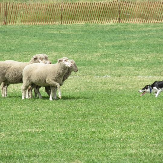 Meeker Sheepdog Trials