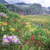 Colorado columbine wildflowers